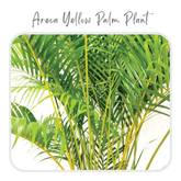 Plants Template-21
