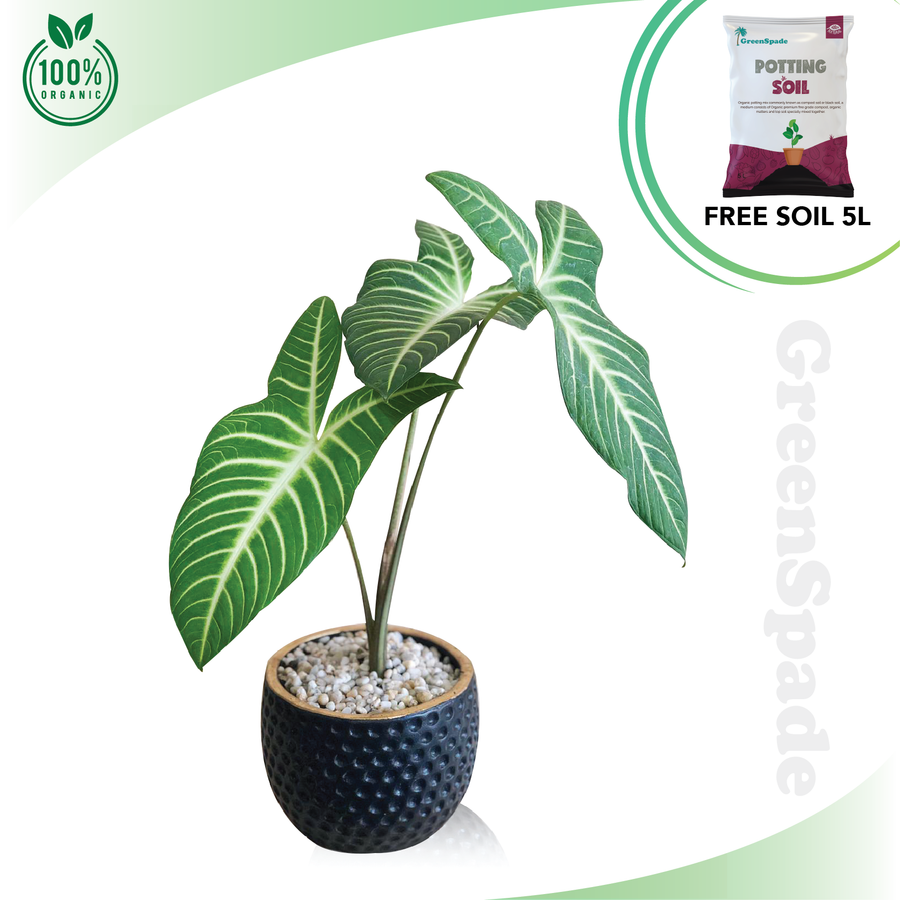 Caladium Lindenii Plant