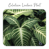 Plants Template-24