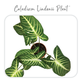 Plants Template-25