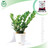 Zamioculcas Zamiifolia Plant