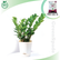 Zamioculcas Zamiifolia Plant