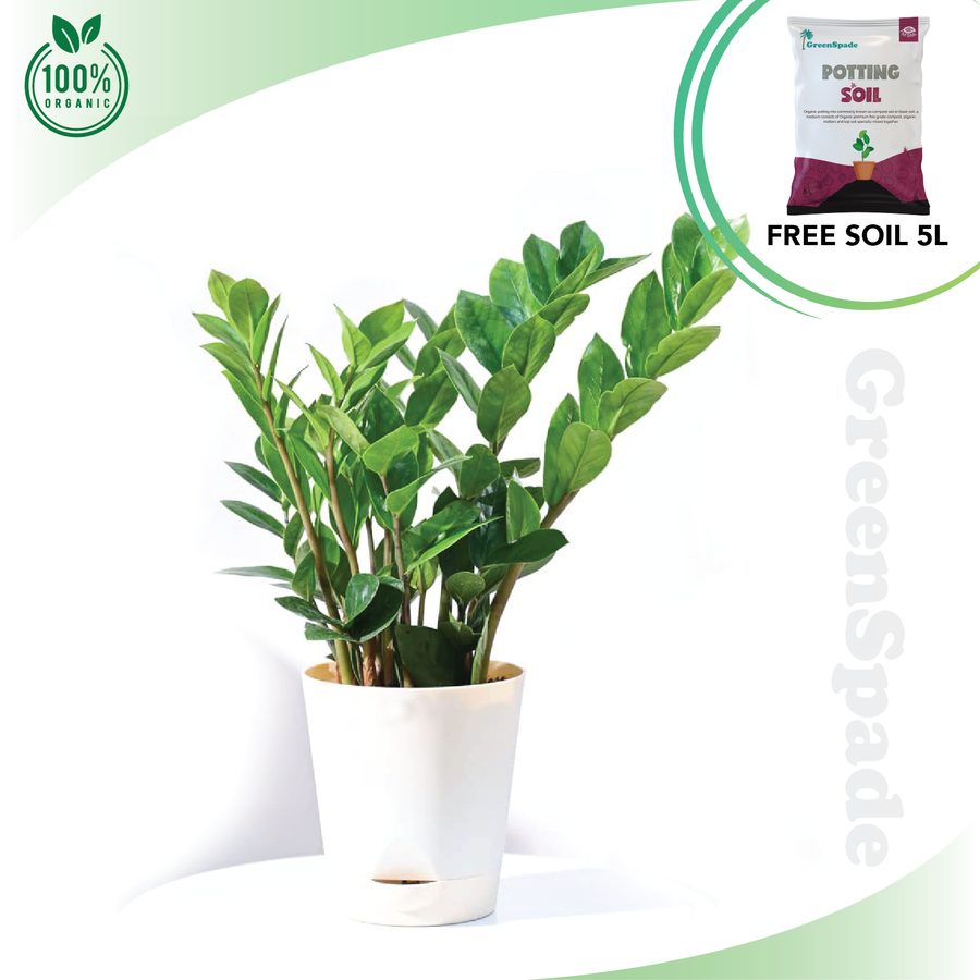 Zamioculcas Zamiifolia Plant