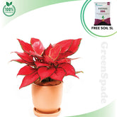 Plants-Template-29-1.png