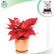 Plants-Template-29-1.png