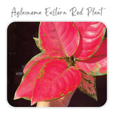 Plants-Template-30.png