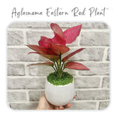 Plants-Template-31.png