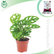 Monstera Obliqua