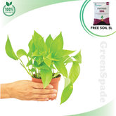 Money Plant Gold