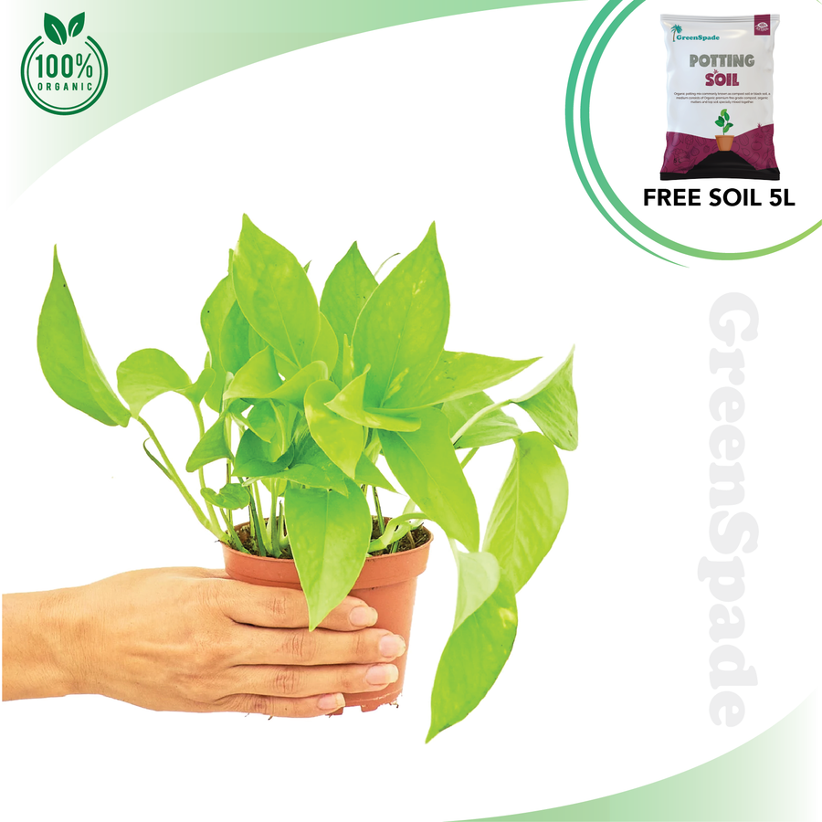 Money Plant Gold