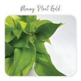 Plants Template-37