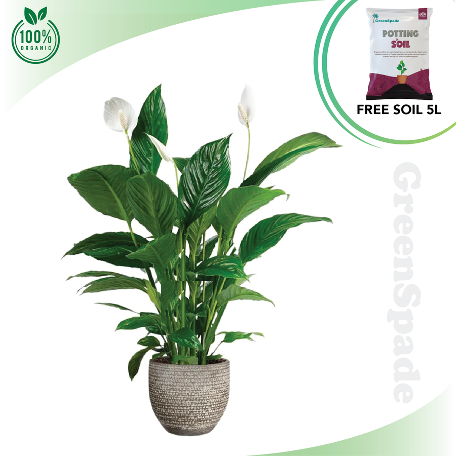 Peace Lily
