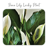 Plants Template-39
