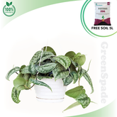 Scindapsus Plant