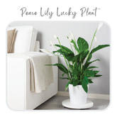 Plants Template-40