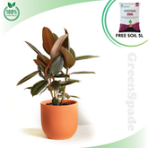 Ficus Burgundy Plant