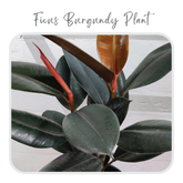 Plants Template-42
