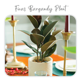 Plants Template-43