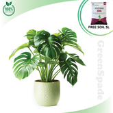 Monstera Deliciosa Plant