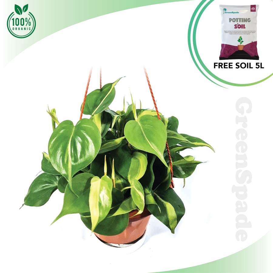 Philodendron Scanden Variegated