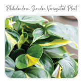 Philodendron Scanden Variegated Plant