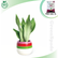 Sansevieria Moonshine Plant