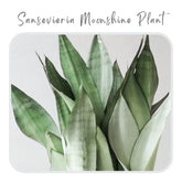 Plants Template-51