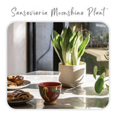 Sansevieria Moonshine Plant