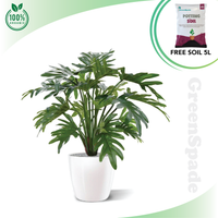 Philodendron Xanadu Plant