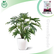 Philodendron Xanadu Plant