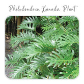 Plants Template-55