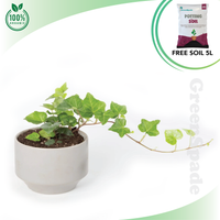 Ivy Green Plant