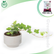 Ivy Green Plant
