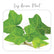 Plants Template-57