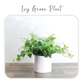 Plants Template-58