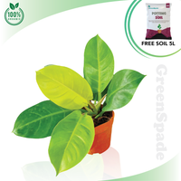 Philodendron Apple Green Plant