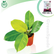 Philodendron Apple Green Plant