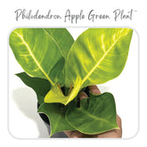 Plants Template-60