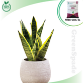 Sansevieria Super Bar Live Plant