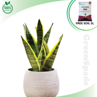 Sansevieria Super Bar Live Plant