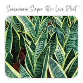 Plants Template-63