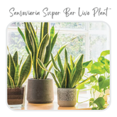 Plants Template-64