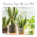 Plants Template-64