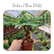 Plants Template-67