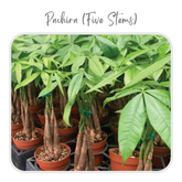 Plants Template-69