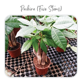 Plants Template-70
