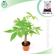 Pachira Aquatica Money Tree (Mini)