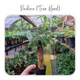 Plants Template-76
