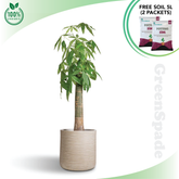 Pachira Aquatica Money Tree (Single Stem 1M OH)