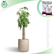 Pachira Aquatica Money Tree (Single Stem 1M OH)